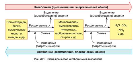 Вода как источник энергии и питательных веществ