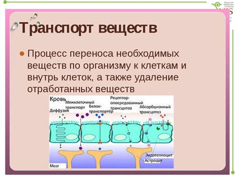 Вода обеспечивает транспорт питательных веществ