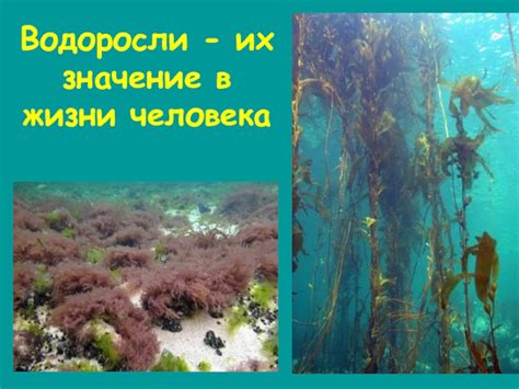 Водоросли и их значение для человека