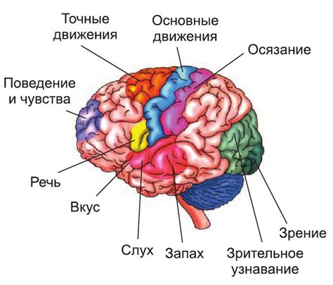 Возбуждение мозга: принципы и значение