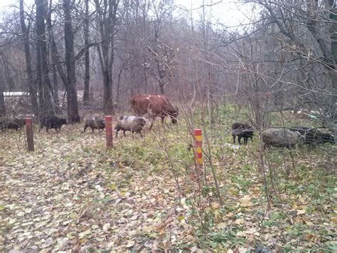 Возвращение к природе: символичное значение снов о запутанной роще