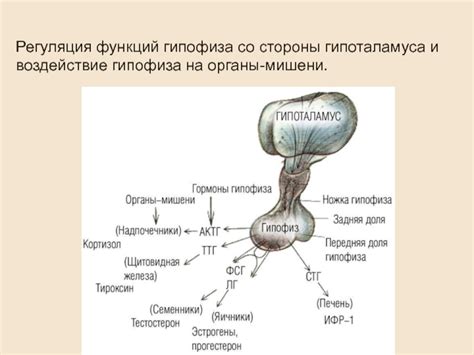 Воздействие гипоталамуса на фолликулярную фазу