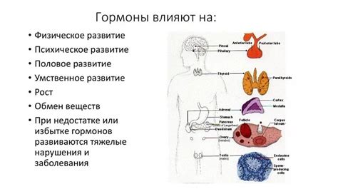 Воздействие гормонов на организм