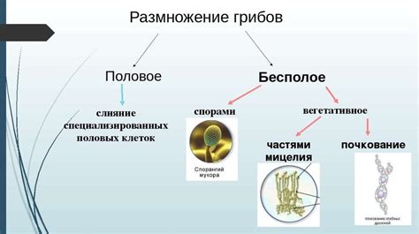 Воздействие климатических изменений на размножение грибов