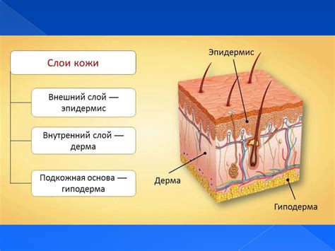 Воздействие кожи на серебряную поверхность