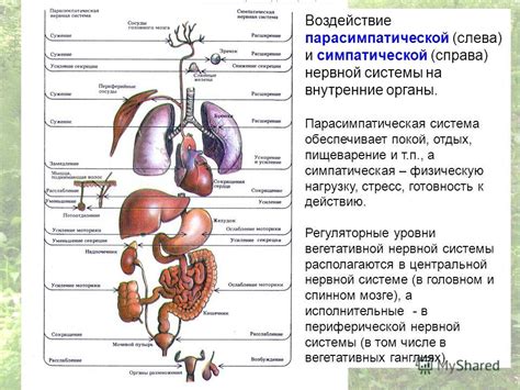 Воздействие на органы и системы