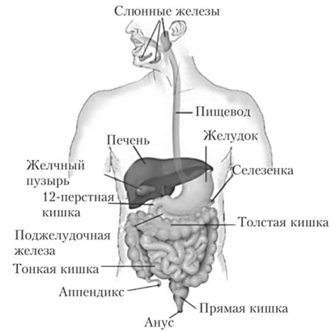 Воздействие на органы пищеварения