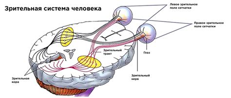 Воздействие недостаточного сна на функционирование зрительной системы