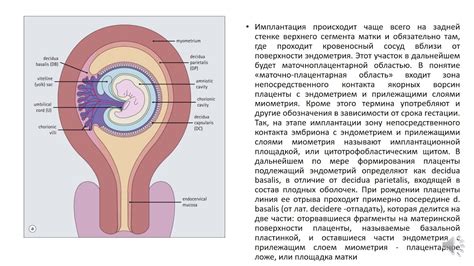 Воздействие неправильной формы околоплодного яйца на развитие плода