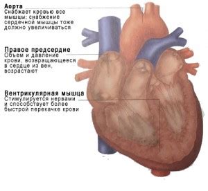 Воздействие физической нагрузки на сердце