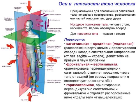 Воздействие эмоционального состояния на интерпретацию снов о плоском животе