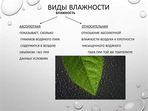 Воздушная влажность и ее влияние на здоровье папоротников