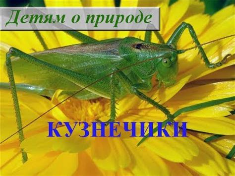 Возможное значение сна о раздавленной насекомом в области карьеры и достижений