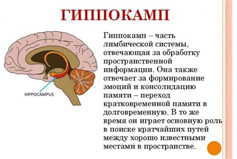 Возможности восстановления и тренировки гиппокампа