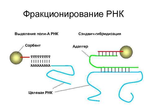 Возможности и перспективы развития качественного анализа РНК