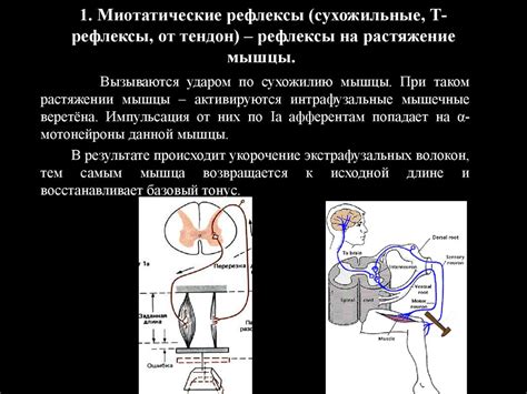 Возможности профилактики и лечения повышенных сухожильных рефлексов