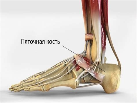 Возможные заболевания и проблемы с веной галеной