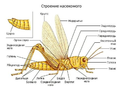 Возможные значения действий насекомого в сновидении