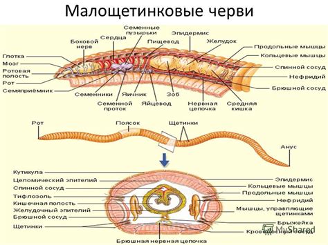 Возможные значения сна, в котором происходит выход червей из тела