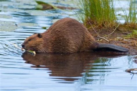 Возможные значения сновидений о бобрах в водной среде у представительниц прекрасного пола