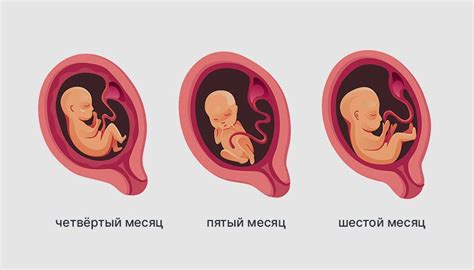 Возможные интерпретации сновидений о беременности на разных этапах сна