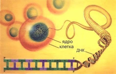 Возможные методы лечения и контроля концентрации ДНК U parvum