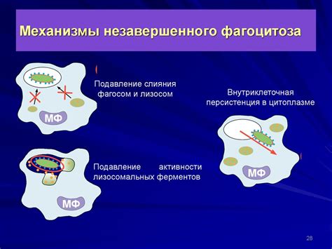 Возможные осложнения и последствия незавершенного фагоцитоза