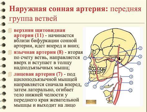 Возможные осложнения и последствия отсутствия пульсации на сонной артерии