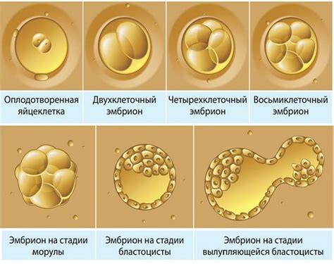 Возможные осложнения плодного яйца