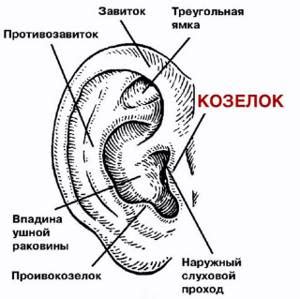 Возможные повреждения ушной раковины