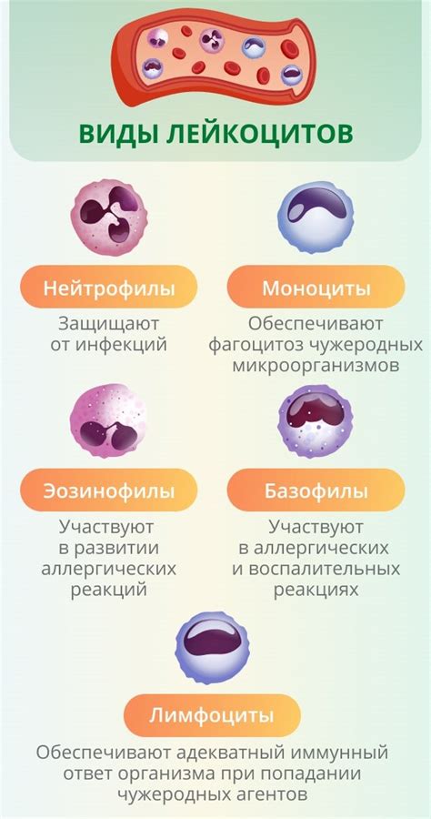 Возможные последствия низкого уровня нейтрофилов у детей