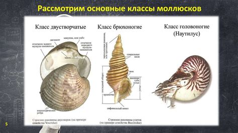 Возможные причины внезапной эмиссии из раковины морского моллюска во время сновидений