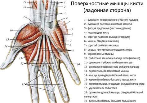 Возможные причины загибания безымянного пальца