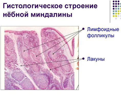 Возможные причины образования гнойников на легком