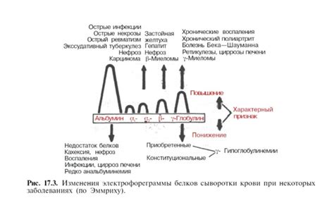 Возможные причины повышенных белковых фракций