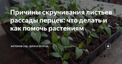 Возможные причины скручивания листьев перцев внутрь