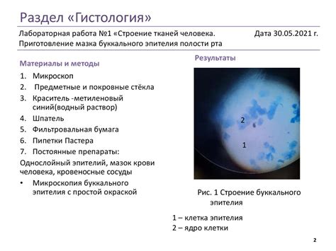 Возможные результаты мазка эпителия