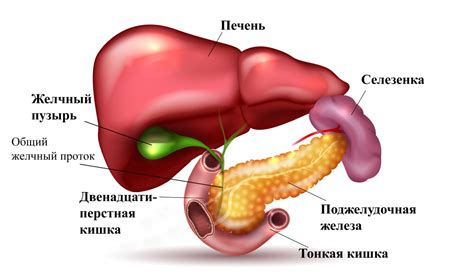 Возможные симптомы просвета желчного пузыря