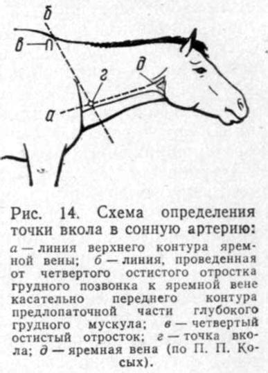 Возможные способы преодоления сложностей, обозначенных недугом у лошади