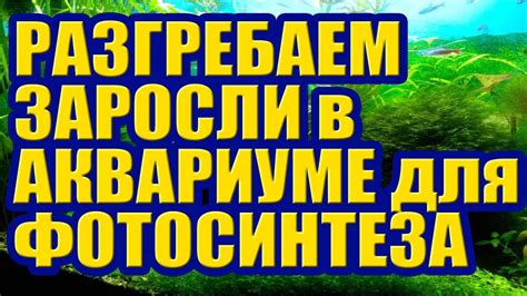 Возможные толкования: какие значения придавать сновидению о малыше под аквариумной стихией