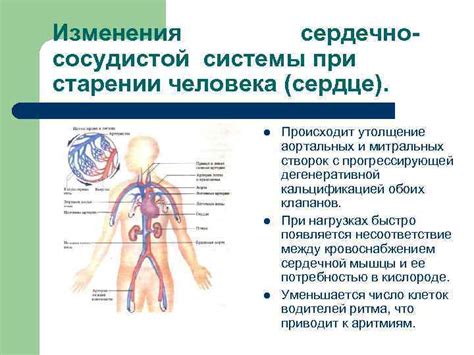 Возрастные изменения в сосудистой системе