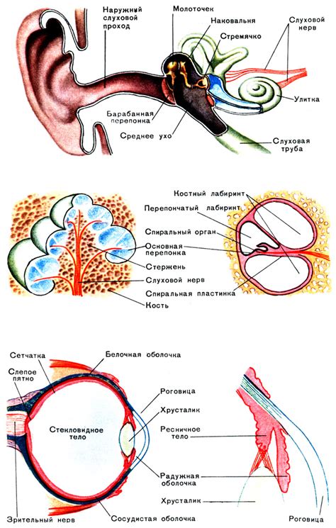 Возрастные этапы формирования зрения и слуха