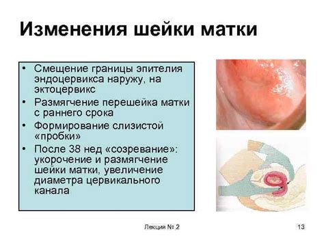 Возраст и изменения в толщине эндоцервикса