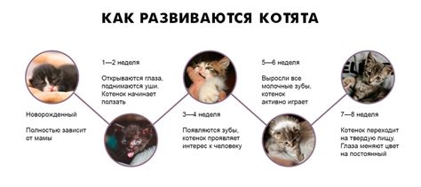 Возраст котенка: что выбрать?