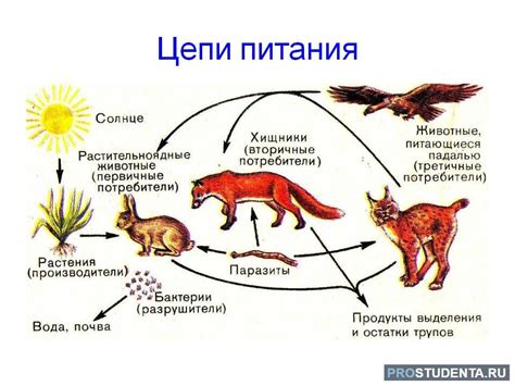 Волк: диета и питание в природе