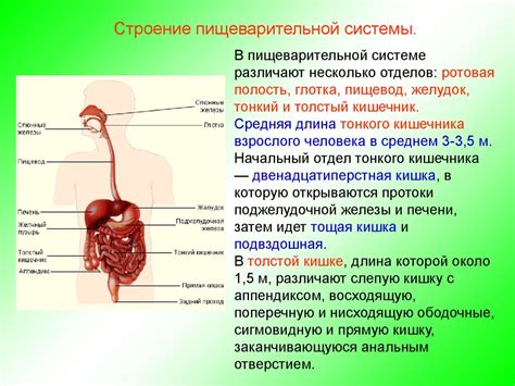 Волокна пшеницы и пищеварительная система