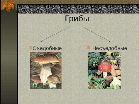 Волшебный бор и его загадки: волшебные тайны грибного урожая