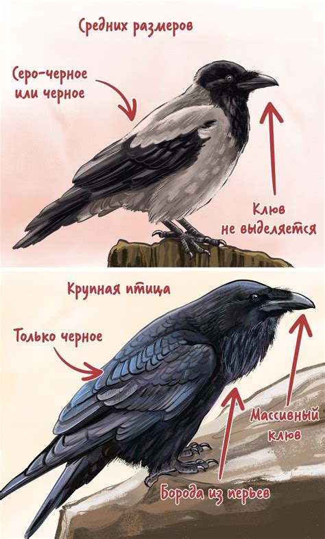 Ворона как символ страха и мрака в сновидениях