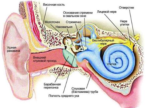 Воспаление слухового нерва: как избежать серьезных последствий