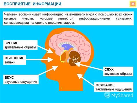 Восприятие мира с разными головами